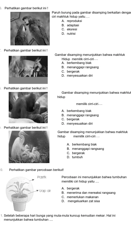 Soal Kelangsungan Hidup Makhluk Hidup Kelas 9 Gonzaga