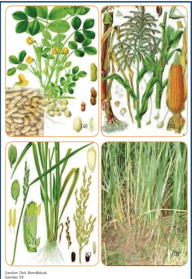 Berdasarkan ciri-cirinya termasuk kelompok tumbuhan apakah jagung dan kacang tanah