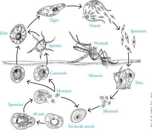 Yang bentuk memiliki seperti adalah terompet tubuh berikut protozoa CILIATA (Ciri