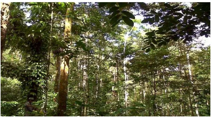 POTENSI PENYERAPAN KARBON PADA TEGAKAN DAMAR MATA KUCING (Shorea 