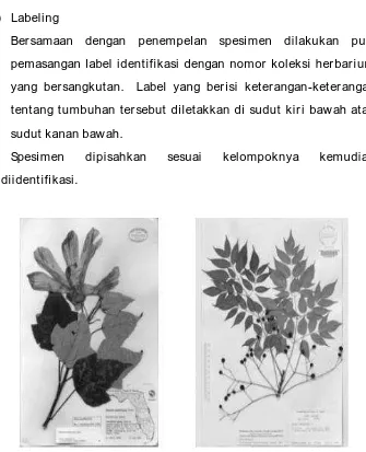 Termasuk divisi tumbuhan dengan adalah sama yang dalam pada ke yang tumbuhan berikut gambar Gymnospermae (
