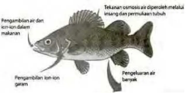 540 Jelaskan Perbedaan Osmoregulasi Pada Ikan Air Tawar Dan Ikan Air Laut HD Terbaru