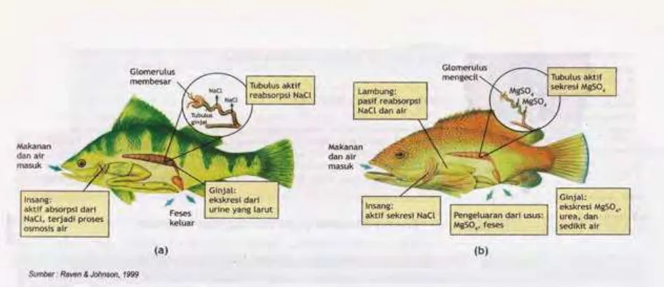 900+ Ikan Air Laut Memiliki Glomerulus Berukuran Kecil Terbaru