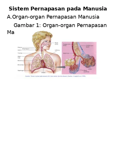 4 1 Sistem Pernapasan Pada Manusia Semester 1