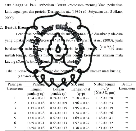 STUDI KROMOSOM TANAMAN MATA KUCING (Dimocarpus malesianus Leenh 