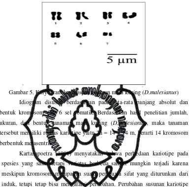 STUDI KROMOSOM TANAMAN MATA KUCING (Dimocarpus malesianus Leenh 