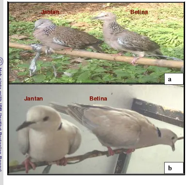 Studi Perbandingan Performans Reproduksi Karakteristik Genetik Dan Pola Suara Antara Tetua Dan Turunannya Pada Penyilangan Burung Tekukur Streptopelia Chinensis Dan Puter Streptopelia Risoria