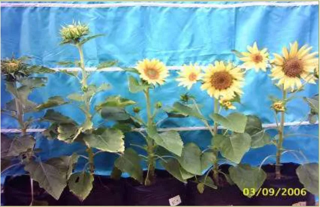 Bunga Matahari Little Leo - 15 Jenis Bunga Matahari Terindah Untuk Ditanam Di Halaman / Bunga tumbuhan ini sangat khas: