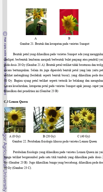 Bunga Matahari Termasuk Angiospermae : Benih Bibit Bunga Matahari Sunflower Import Inicio Facebook : Berbeda dengan gymnospermae, tumbuhan angiospermae memiliki bunga yang lengkap dan sempurna.