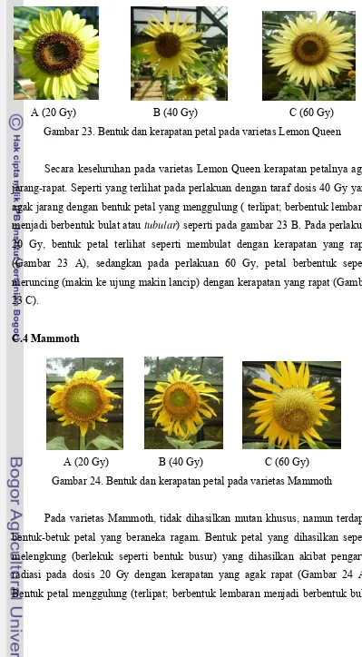 Pengaruh Mutasi Fisik Melalui Iradiasi Sinar Gamma Terhadap Keragaan Bunga Matahari Hellianthus Annuus L