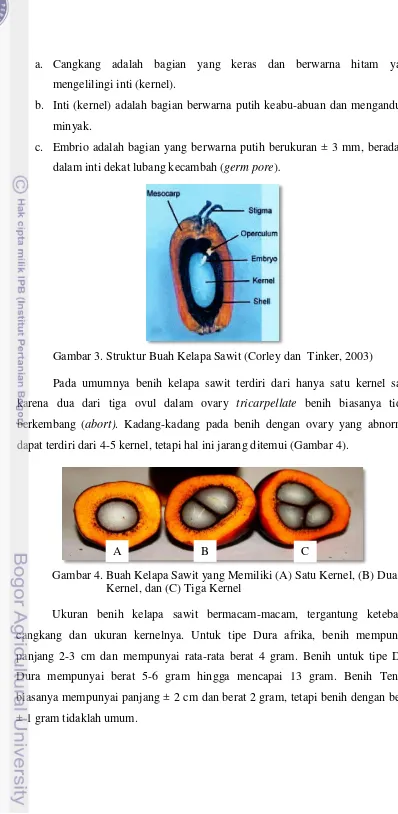 Struktur buah kelapa sawit