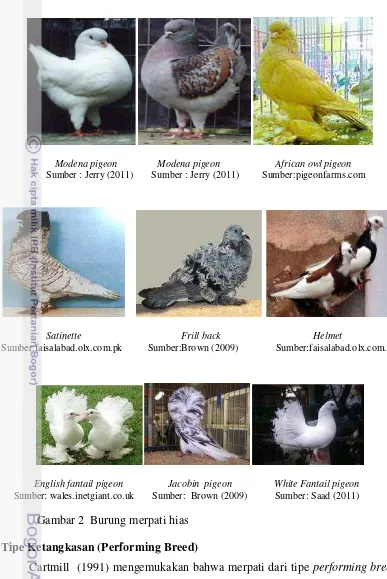 Produktivitas dan pendugaan parameter genetik burung merpati lokal (columba  livia) sebagai merpati balap dan penghasil daging