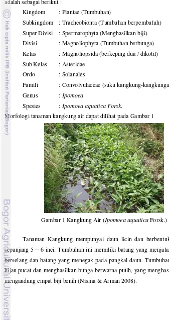 Deskripsi Mikroskopis Dan Kandungan Mineral Tanaman Kangkung Air Ipomoea Aquatica Forsk