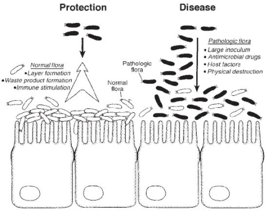 helminták és immunglobulin e Escherichia coli helminták