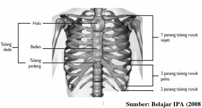 Tulang rusuk palsu adalah tulang rusuk yang salah satunya ujungnya