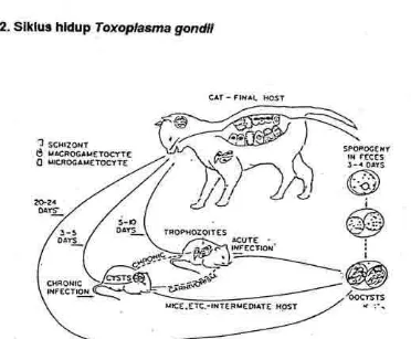 Токсоплазма рисунок с подписями