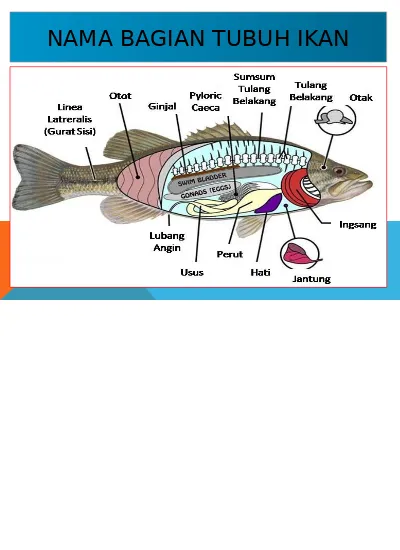 Insang dan paru-paru adalah bagian dari tubuh ikan dan manusia untuk