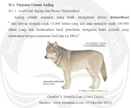 Lupus menunjukkan canis ilmiah nama nama pertama dari tersebut ilmiah kata memiliki serigala SERBAHEWAN: SEJARAH