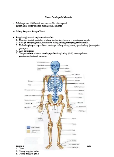 Anatomi Fisiologi Sistem Muskuloskeletal