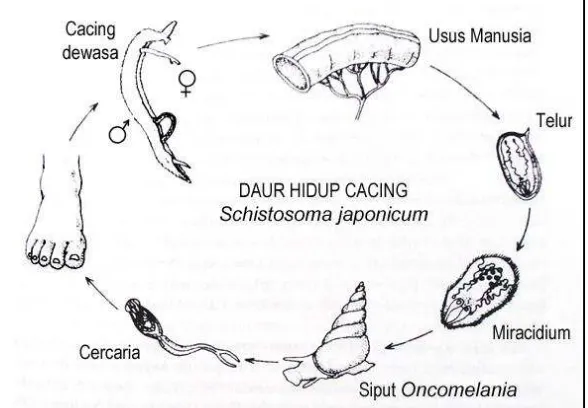 Жизненный цикл шистосомы схема