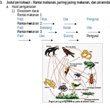 Makanan rantai piramida praktikum dan jaring-jaring ekologi laporan makanan Praktikum Rantai