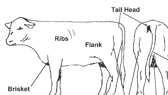 Supplementary Feeding Of Sheep And Beef Cattle