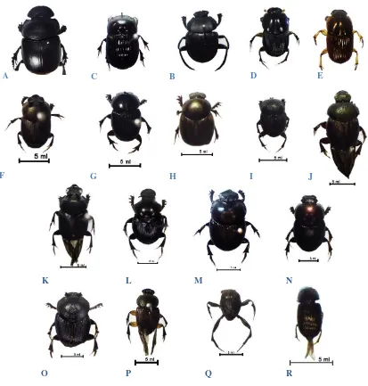 Jenis Jenis Kumbang Tinja Coleoptera Scarabaeidae Di Kawasan Cagar Alam Lembah Harau Sumatera Barat Dung Beetle Species Coleoptera Scarabaeidae At Lembah Harau Nature Reserve West Sumatra