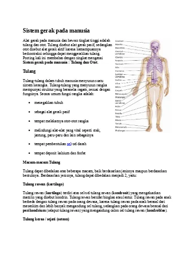 Sistem Gerak Pada Manusia (9)