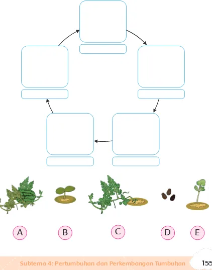 Subtema 4 Pertmbuhan Dan Perkembangan Tumbuhan