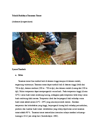 Teknik Budidaya Tanaman Tomat Solanum ly