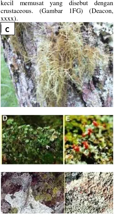 Mutualisme antara fungi alga disebut dan simbiosis Macam