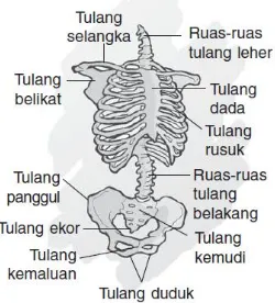 Rangka badan manusia disusun mulai dari tulang leher sampai