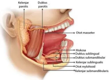 Pencernaan kimia yang terjadi di dalam rongga mulut dilakukan oleh