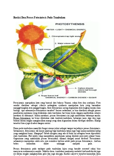 Kepentingan fotosintesis tahun 4