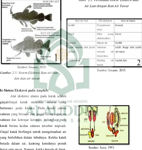 980 Perbedaan Sistem Ekskresi Ikan Air Tawar Dan Ikan Air Laut Gratis Terbaik