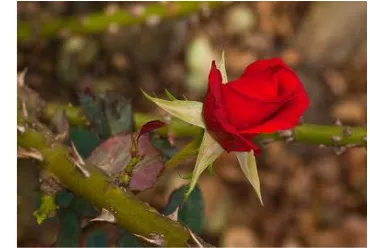 Pada tanaman bunga mawar terdapat banyak duri tempel apakah manfaat duri tempel bagi tumbuhan mawar