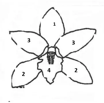 Struktur bunga anggrek