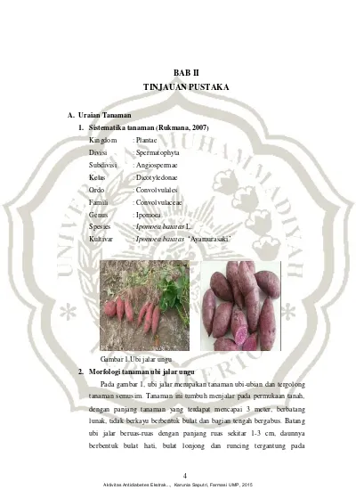 BAB II TINJAUAN PUSTAKA - AKTIVITAS ANTIDIABETES EKSTRAK ETANOL UBI ...