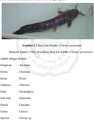 Nama latin ikan lele