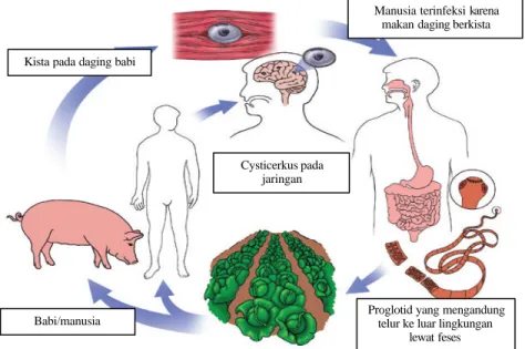 daur hidup taenia solium
