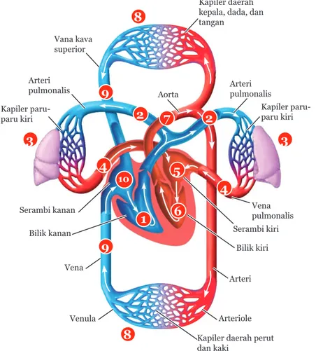 Organ manusia memiliki peranan penting dalam metabolisme tubuh. organ yang bertugas memompa darah ke seluruh tubuh adalah ….