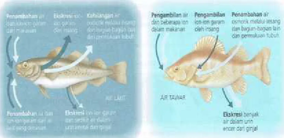 8800 Sistem Ekskresi Pada Ikan Air Tawar Dan Ikan Air Laut HD