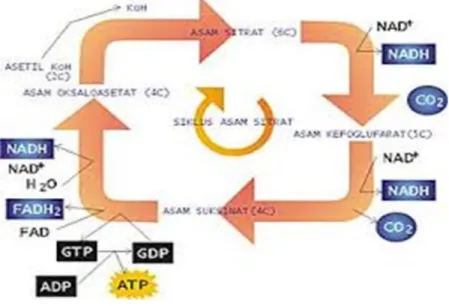 Respirasi Anaerob - Transpor Elektron - Peranan Enzim dalam proses