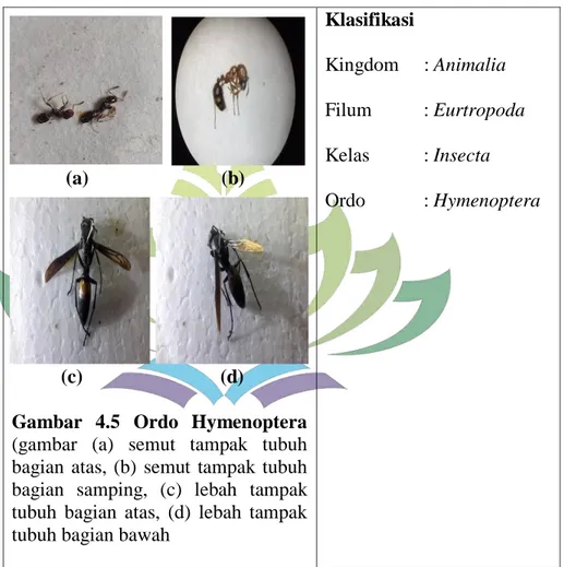 Lebah dan semut berkembang biak secara vegetatif dengan cara