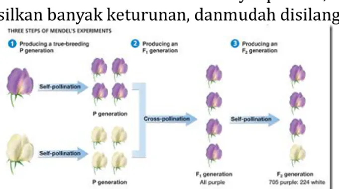 Hukum Mendel Prinsip Dasar Genetika Biologi Dasar Terintegrasi