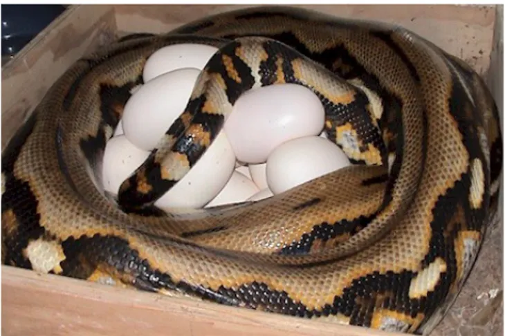 Cara ular biak sanca berkembang dengan Cara Berkembang