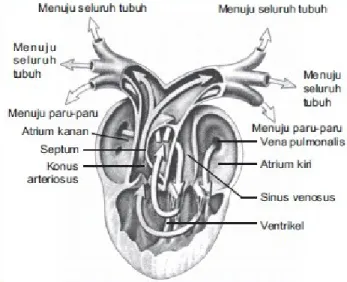 Pada peredaran darah kecil vena pulmonalis dilewati darah yang mengandung titik-titik menuju jantung