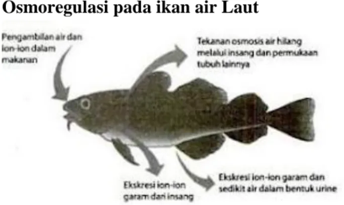 103+ Fisiologi Ikan Air Laut Gratis Terbaru