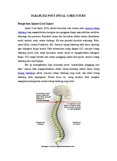 Спинной мозг змеи. Spinal Cord перевод. Правило шипо спинной мозг.