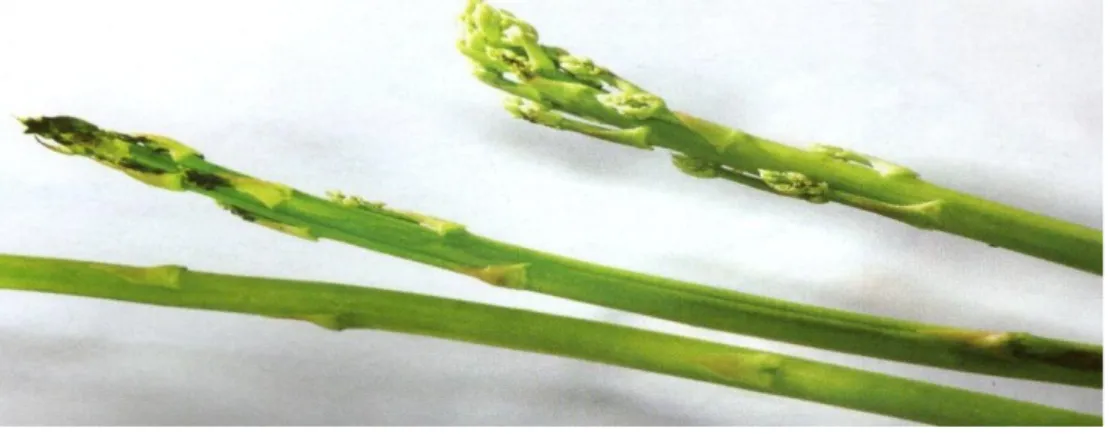 Asparagus dan adas merupakan sayuran yang diambil pada bagian